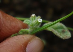 Heliotropium supinum