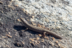 Elgaria coerulea palmeri