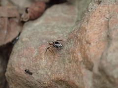 Natta chionogaster