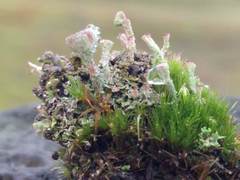 Cladonia pocillum