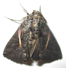Vittaplusia vittata