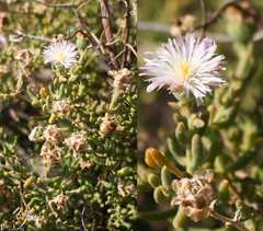 Mesembryanthemum junceum