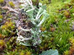 Cladonia humilis