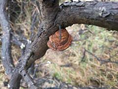 Fomitiporia hippophaeicola