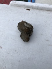 Molgula occidentalis