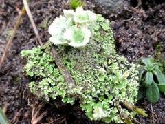 Cladonia humilis