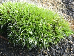 Grimmia pulvinata