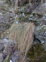 Festuca flavescens