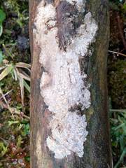 Radulomyces confluens