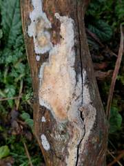 Radulomyces confluens