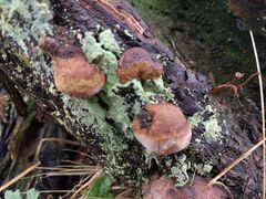 Fomitiporia hippophaeicola