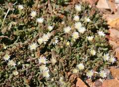 Delosperma inconspicuum