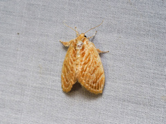 Narosa concinna