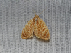 Narosa concinna