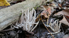 Clavaria fragilis vermicularis