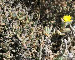 Malephora uitenhagensis