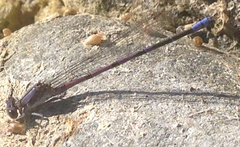 Argia emma
