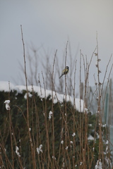 Parus major
