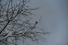 Parus major