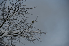 Parus major