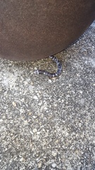 Amphisbaena fuliginosa