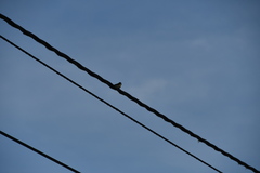 Parus major