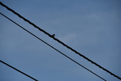 Parus major