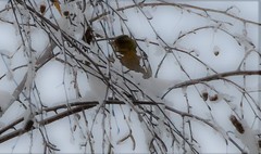 Fringilla coelebs