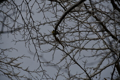 Parus major