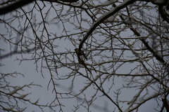 Parus major