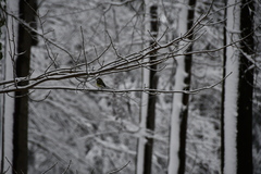 Parus major