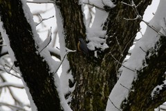Sitta europaea