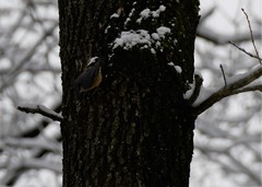 Sitta europaea