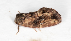 Elusa