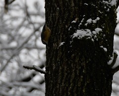 Sitta europaea