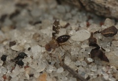 Actocetor nigrifinis