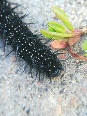Aglais io