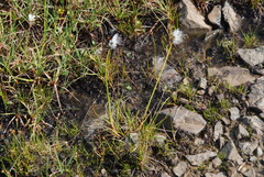 Eriophorum callitrix