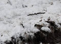 Poecile palustris