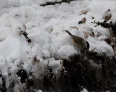 Poecile palustris