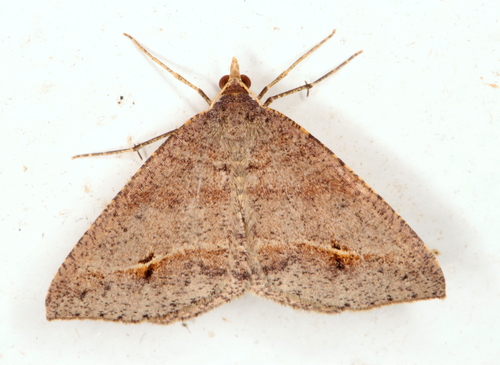 Dodonaea Moth