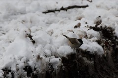 Poecile palustris