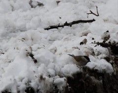 Poecile palustris