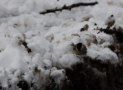 Poecile palustris