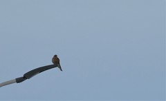 Falco tinnunculus