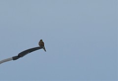 Falco tinnunculus