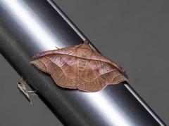 Tiruvaca subcostalis