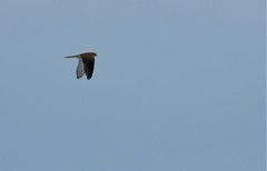 Falco tinnunculus