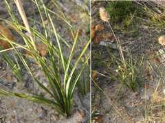 Geochloa rufa