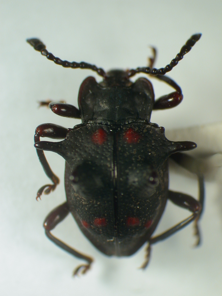 Amphisternus